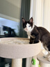 兽牌森林猫爬架大型猫树猫窝一体豪华剑麻猫架太空舱缅因大猫四季适用 森林【经典款】 实拍图