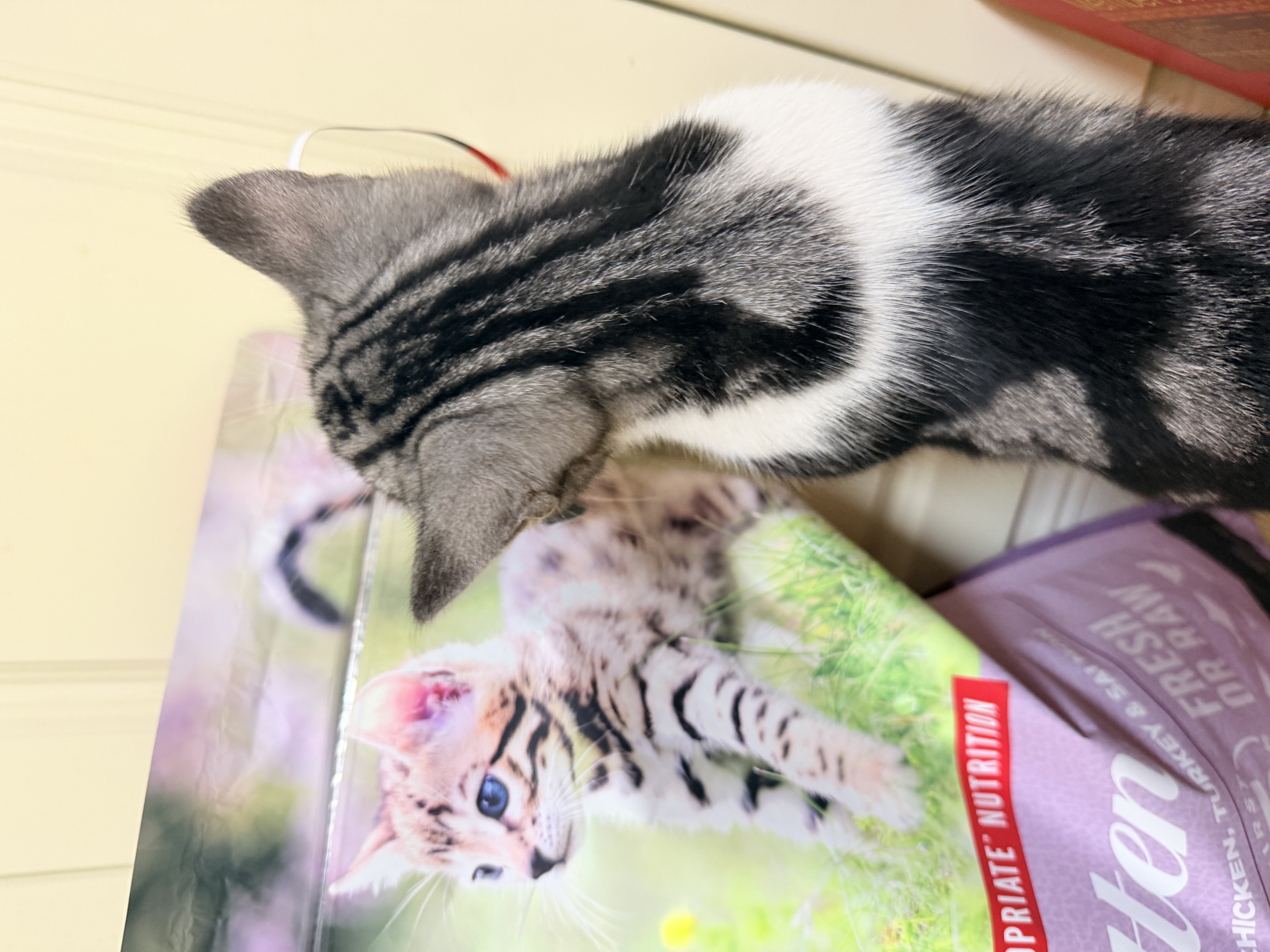 Orijen渴望幼猫猫粮无谷高肉含量奶糕幼猫增肥促进发育【官方授权】 【详情页领券更优惠】5.4kg-27/6/2 实拍图