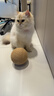 HELLOJOY猫玩具剑麻球超大号猫咪自嗨解闷神器耐咬球逗猫玩具 米色12CM 实拍图