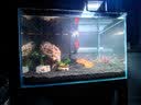 尼特利（NETLEA）水草泥鱼缸净水营养土水族养鱼水藻泥免水洗种植土草缸底砂 二代-自然粒 9L 实拍图