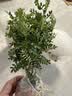 沭之美清香胡椒木盆栽驱蚊绿植花卉植物室内外四季常青树苗源头直发 实拍图