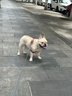 疯狂小狗冻干夹心狗粮比熊小型犬幼成犬粮鸡肉兔肉鸭肉牛肉组合9kg18斤 实拍图