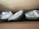 江扬 一次性纯硅胶吸痰管 吸痰包超软各品牌电动吸痰器通用手动吸痰器 成人14号44cm 25支 实拍图