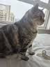布兰德全价鲜煮主食猫条罐头湿粮幼猫成猫增肥猫条 甜虾北极贝32支装 实拍图