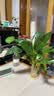 九千谷白掌水培水养植物盆栽花卉绿植桌面盆景含玻璃瓶竹托源头直发 实拍图