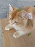 喔喔（WOWO）全价猫粮 经典大蓝包冻干三鲜 成猫通用猫干粮囤货装 混合口味6kg 实拍图