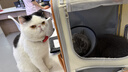 华元宠具（hoopet）猫包大容量宠物便捷外出便携透气双肩手提布偶狗背包幼犬外出包 实拍图