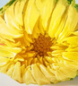 艺福堂花草茶 菊花茶头采胎菊250g 无硫熏杭白菊花蕾泡水清凉养生茶 实拍图