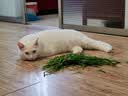 顽皮（Wanpy）鸡丝羊奶猫罐头80g*24罐（汤汁型）出口级 猫咪零食果饭儿补水 实拍图
