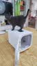 SMARTTAIL宠物智能烘干箱猫咪狗狗烘干机全自动吹干箱静音家用62L标准款 实拍图