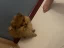 狮王宠物沐浴露自然草本香替换装400ml狗狗用除臭除味抑菌狗狗沐浴露 实拍图
