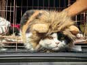 洁珊猫砂膨润土猫砂9L*3包 猫厕所猫砂盆猫沙猫咪用品 9L*3包 实拍图
