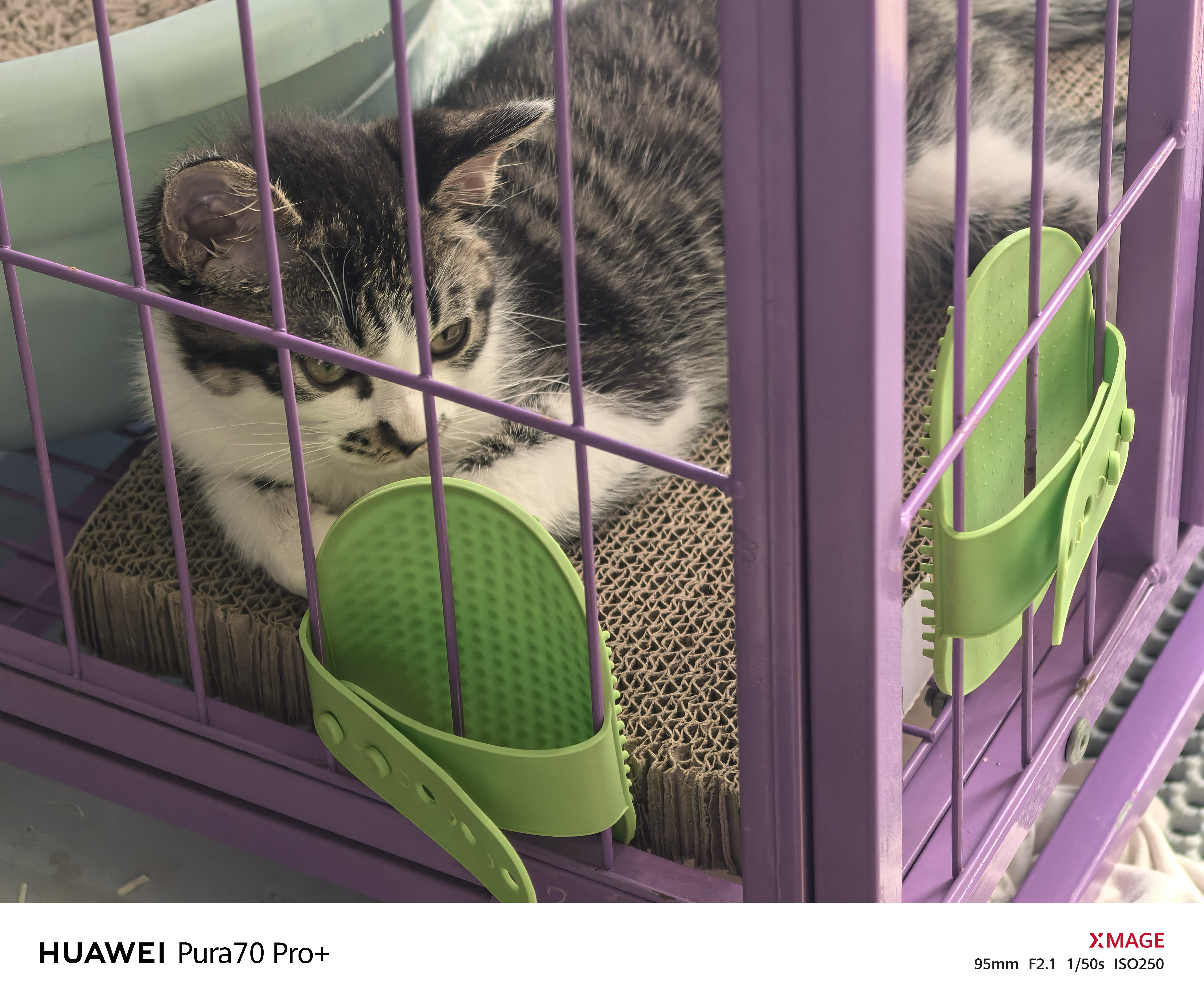 追语猫咪蹭痒器猫玩具蹭毛器猫抓板自嗨解闷神器硅胶挠痒桌腿绑带梳毛 实拍图