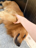 麦富迪狗粮 藻趣儿狗粮成犬粮牛肉螺旋藻 均衡营养15kg/30斤 实拍图