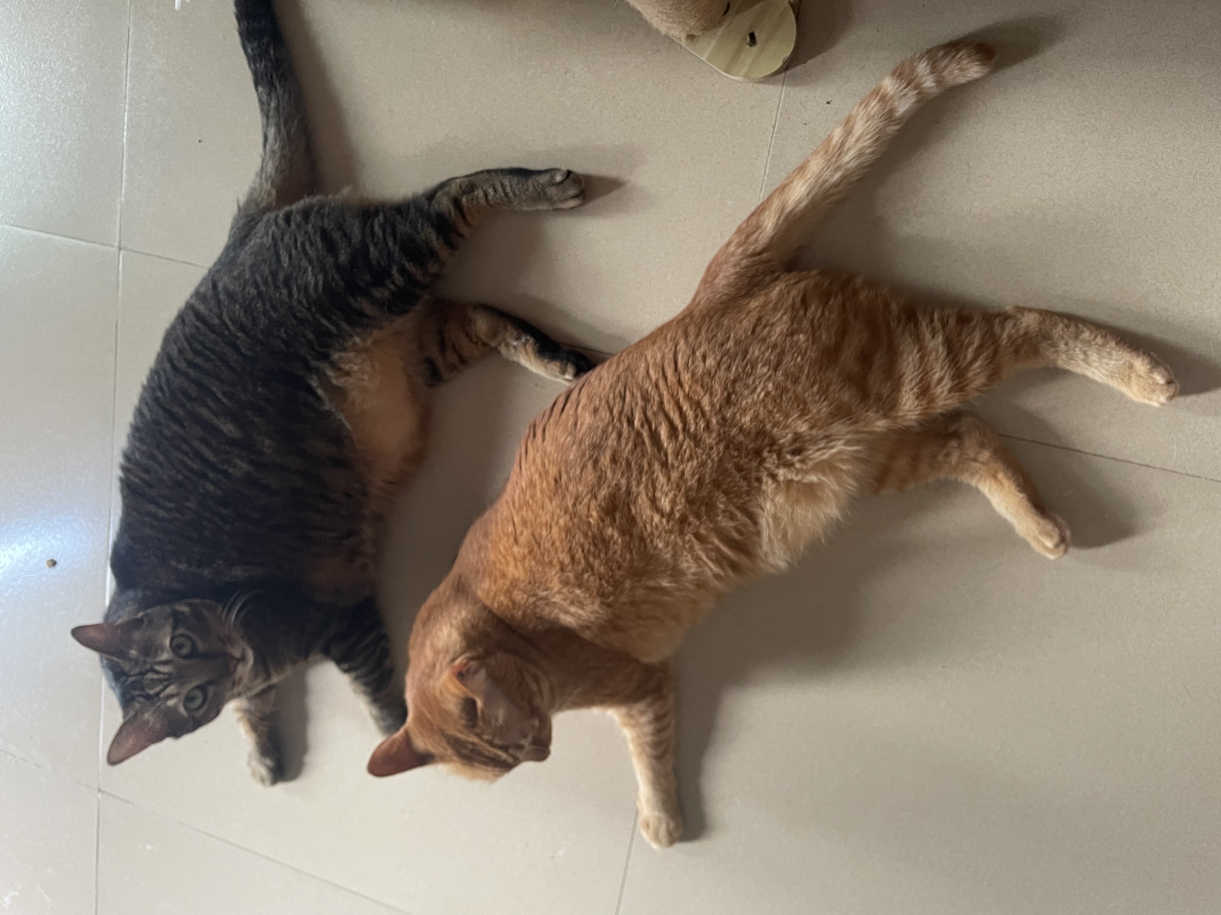PALAM帕蓝姆猫粮真肉粒冻干双拼成幼猫粮美毛护肠胃京东自营1kg 实拍图