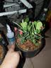 【带盆种植好】虎刺梅盆栽花卉海棠花铁海棠四季开花植物室内外种 虎刺梅2盆+原土发货 实拍图