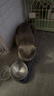 BOTH 烘焙猫粮 幼猫成猫全阶段 鸭肉梨泪痕管理 猫粮试吃200g 实拍图