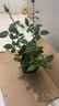 果汁阳台月季花苗四季开花卉盆栽绿植物室内花易活玫瑰带花苞庭院 艾莎【大花浓香，月月开分枝多】 【带花苞】【盆口径15cm】原盆冠25高35 实拍图