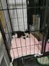 宠乐乖（CHONGLEGUAI）猫别墅猫笼子带厕所大号加粗方管猫窝猫舍猫屋家用宠物笼子大三层 实拍图