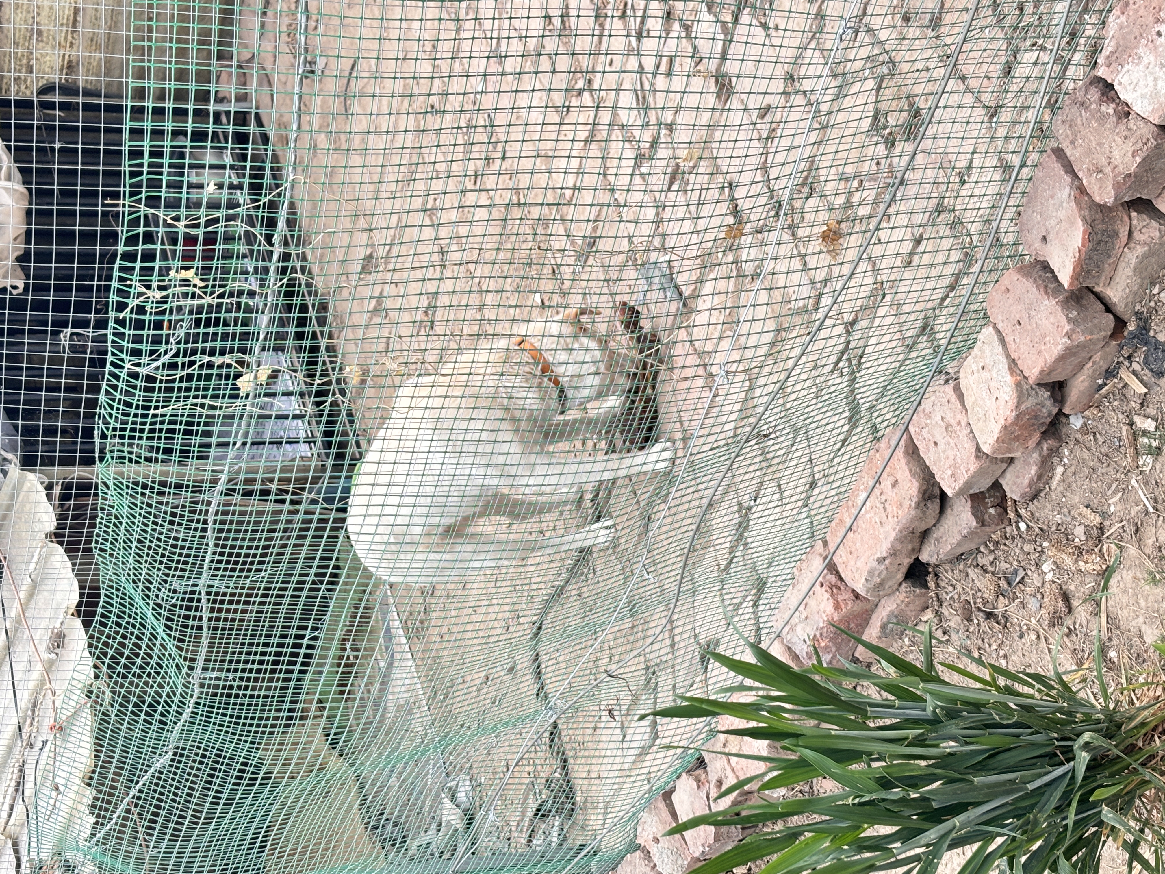 奥丁（ODIN）狗粮冻干鸭肉梨配方成犬幼犬通用金毛比熊小型中大型狗粮6.18kg 实拍图
