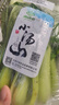 小汤山 油菜 250g 基地直供新鲜蔬菜GAP认证 实拍图