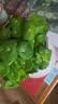 意轩铜钱草水培盆栽室内室外花卉金钱草绿植吸绿植花草植物 2盆【100根茎带叶发货不含盆】 实拍图