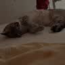 金宇【冰仓当天发】猫咪疫苗金喵乐猫三联疫苗自打幼猫套餐成猫疫苗 成猫套餐【猫三联*1+狂犬 1ml*1瓶 】+驱虫药 实拍图