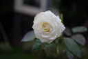索尼（SONY）FE 40mm F2.5 G 全画幅定焦G镜头 (SEL40F25G) FE 40F2.5G 官方标配 实拍图