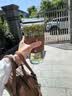 圆舍高颜值带吸管杯子玻璃喝水杯超大容量咖啡杯冰美式冷饮杯女生网红 大号数学杯-900ml【带吸管礼包】 实拍图