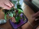 云峰海瑞水草活体懒人草鱼缸造景活体水草套餐鱼缸水草有茎类中后景真水草 大水榕6头沉木 实拍图