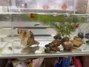 春瑞黑壳虾水族箱水草缸清洁除藻工具淡水观赏虾大和藻虾宠物活体饲料 黑壳25+25抵损耗 实拍图