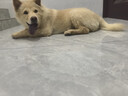 疯狂小狗小耳朵冻干夹心兔肉鱼油狗粮比熊小型幼成犬护毛发1.5kg乐享款3斤 实拍图
