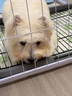贝初众狗围栏室内宠物围栏狗笼子狗栅栏狗笼小中大型犬猫围栏狗笼折叠 120*60*60cm【适合中小型犬】 【6片】自由拼接组合围栏 加粗加密框架/无惧啃咬 实拍图