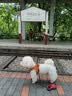 小熊（Bear）【价保618】全玻璃养生壶 纯玻璃多功能恒温烧水壶煮水壶 办公室轻音炖煮茶壶 1L YSH-J10D1 实拍图