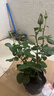 果汁阳台月季花苗四季开花卉盆栽绿植物室内花易活玫瑰带花苞庭院 艾莎【大花浓香，月月开分枝多】 【带花苞】【盆口径15cm】原盆冠25高35 实拍图