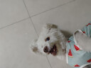 来旺兄弟宠物狗吹风机吹水机泰迪比熊卷毛犬拉毛吹风机吹梳一体机 实拍图