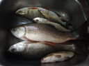龙王恨鱼饵野战蓝鲫香腥钓饵江河湖库黑坑野钓鲫鱼鲤鱼草青鳊鱼钓鱼饵料 实拍图