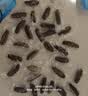 大鲜田大连有机即食海参4斤/40-60只固形物超85%辽刺参滋补礼盒源头直发 实拍图