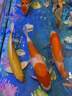 力士（LUX）依兰香沐浴露 幽莲魅肤馥郁香氛精油沐浴乳1000g 持久留香 实拍图