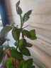 果汁阳台月季花苗四季开花卉盆栽绿植物室内花易活玫瑰带花苞庭院 蓝色阴雨【大花浓香，月月开分枝多】 【带花苞】【盆口径15cm】原盆冠25高35 实拍图