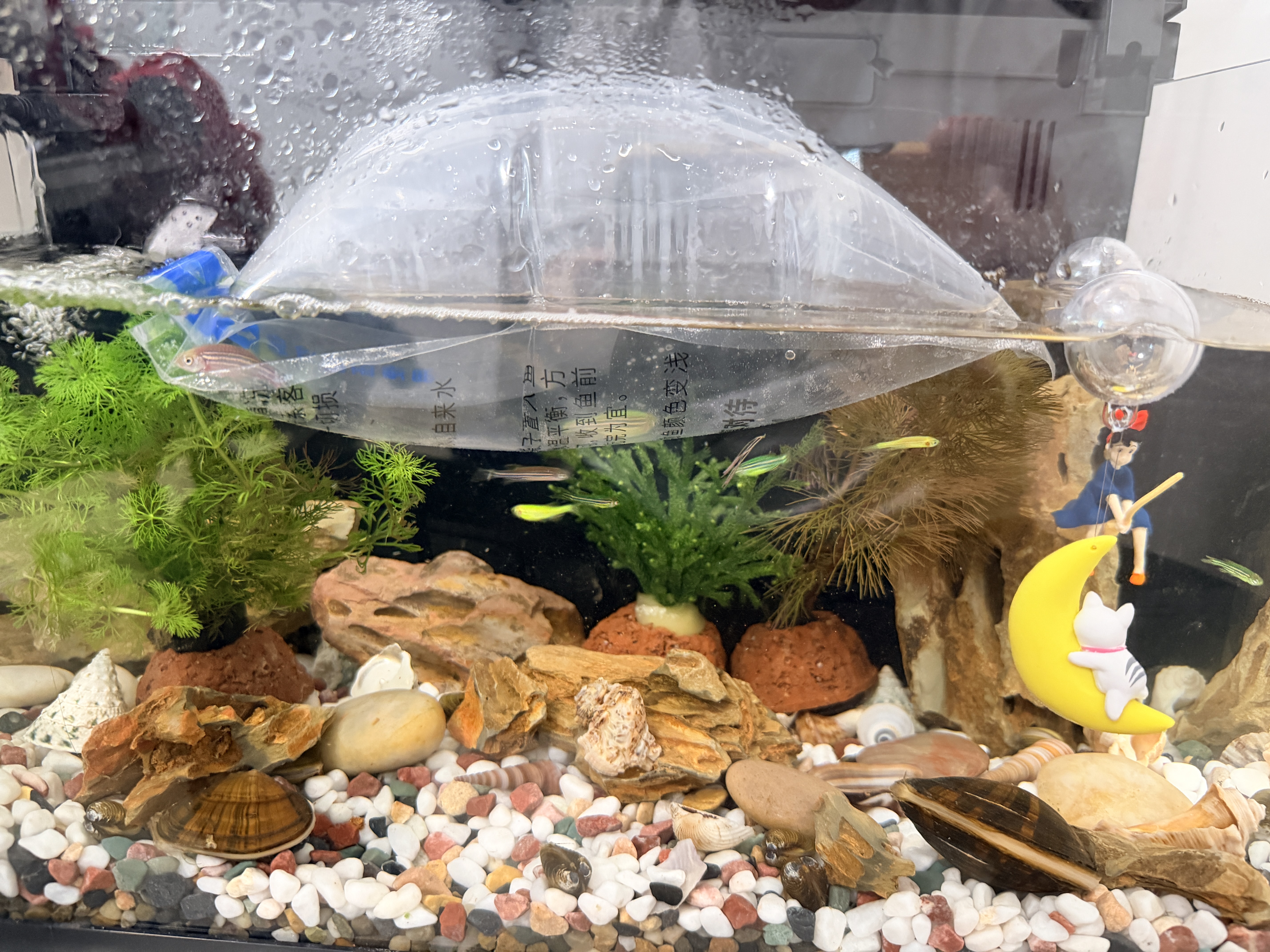 疯狂水草天然贝壳海螺适配小米鱼缸造景水族箱全套布景海星装饰生态摆件 【中号】天然贝壳海螺100G 实拍图