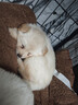 麦富迪狗粮 barf霸弗天然狗粮成犬粮冻干粮小型犬粮养胃益肠鸡肉2kg 实拍图