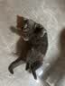 皇家猫粮 英短成猫粮 BS34 通用粮 12月以上 10KG 实拍图
