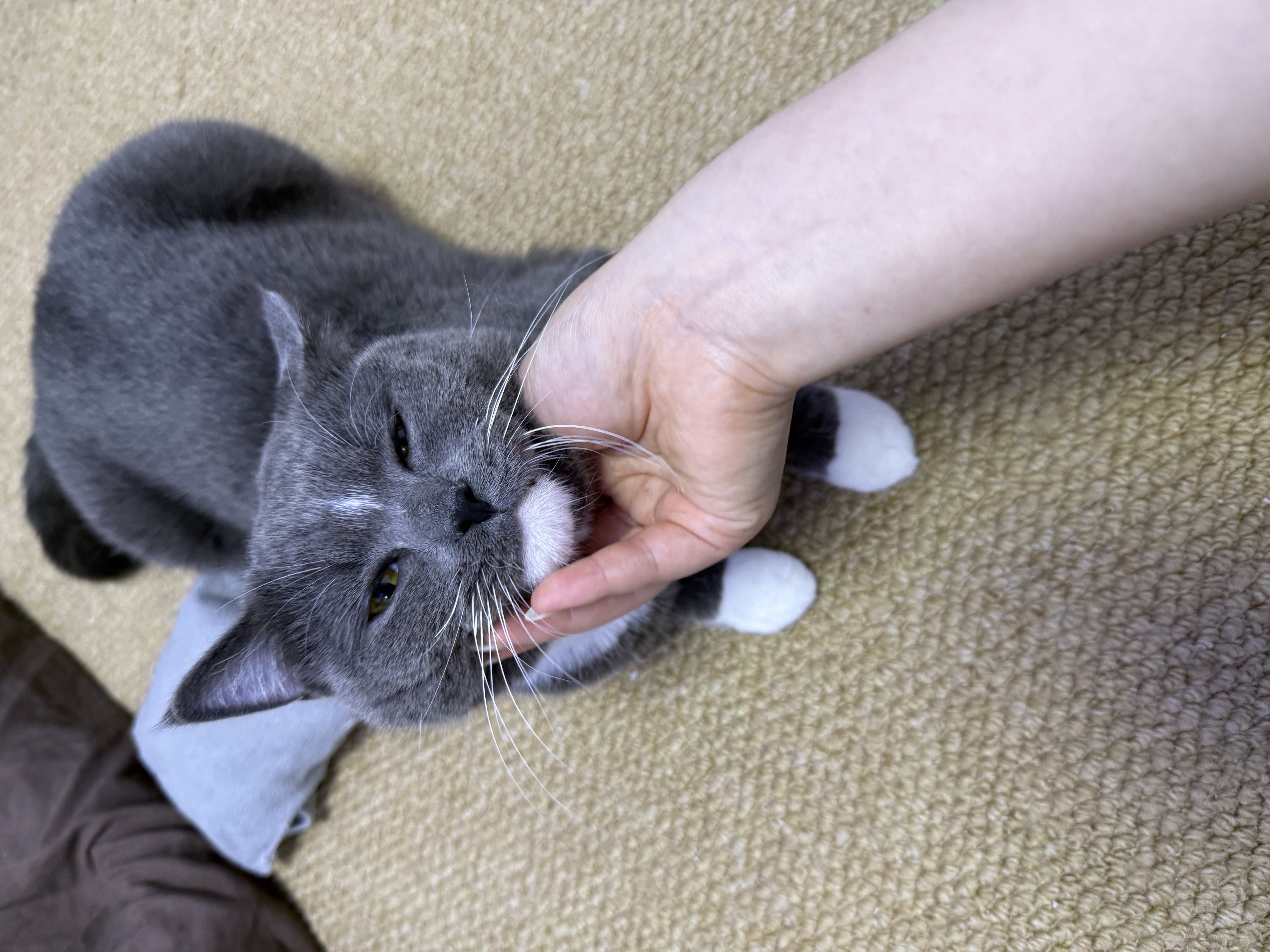 阿飞和巴弟厚乳全价主食罐成猫幼猫通用湿粮罐头50g*6罐 实拍图