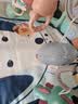 babycare婴儿健身架玩具钢琴0-6个月音乐新生儿礼物蓝牙百日满月儿童礼盒 【热卖爆款】忠犬健身架-附赠电池 实拍图