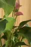 花翁红掌盆栽鸿运当头绿植室内桌面植物耐阴年宵花卉净化空气源头直发 实拍图