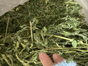 喜帅烘干紫花苜蓿草 幼兔兔粮牧草干草龙猫荷兰猪磨牙饲料净重750g 实拍图