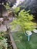 椰砖营养土养花通用型椰糠植物花土种菜泥土脱盐肥多肉土壤种植土 650g小椰砖*1块一块泡发6升左右 实拍图