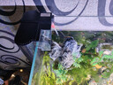坤宁王金晶超白玻璃鱼缸60造景裸缸客厅桌面溪流缸一体缸水族箱60*30*35 实拍图