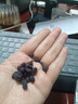 南京同仁堂当归党参黄芪黑豆【加强版】即食零食纯手工古法熬滋养 实拍图